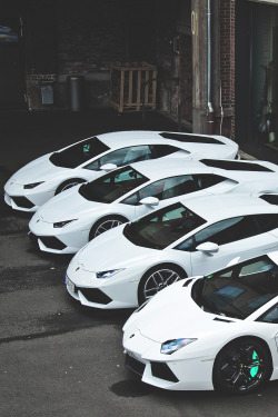 envyavenue:  White Bulls