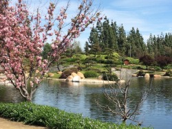 camalilium:  🌸Visited the local Japanese garden🌸