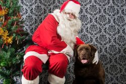 bambed:  gUYS there is a mall santa in my town that takes photos exclusively with dogs and it warms my heart