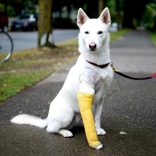 thedogist:Micah, Alaskan Husky, Bute & Burnaby St, Vancouver, BC • Micah broke his leg by “runni