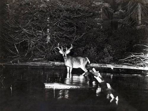 National Geographic, 1906 (photography by George Shiras III).Meet Grandfather Flash, the Pioneer of 