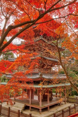 kyotodreamtrips:Autumn Scenery at Kaijūsen-ji