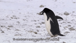 bbcamerica:This Adélie penguin sure is crafty…