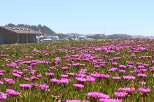 Coastal Wildflower Festival at Half Moon Bay (4.17.16) - flowers galore!