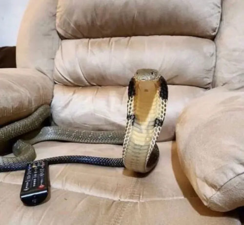 Our Beloved Snek Daddy Living His Best Life In The Warp 💜🐍