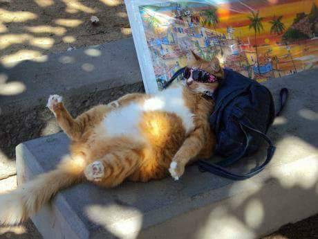 annapblack:  GUYS,  There’s a cat in a town nearby where I live in Brazil that likes to go on motorcycle rides with his owner.  He wears motorcycle goggles and everything. LOOK AT THIS LITTLE COOL DUDE:  The chillest dude you’ll ever see. 