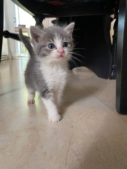 Betty in her new home! 📷 by ferinheight