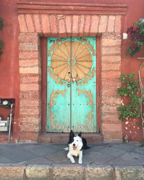 Frida Posando#bordercollie #bordercollies #bordercolliesofinstagram #bordercolliesoftheworld #bord