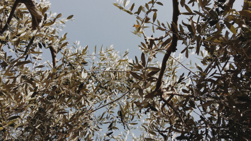 In the olive grove Istra, July 2015