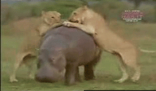 onlylolgifs:  God damn lions trying to eat adult photos