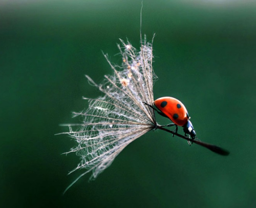 awkwardsituationist: it’s a little known fact that lazy ladybugs will take to flight using the