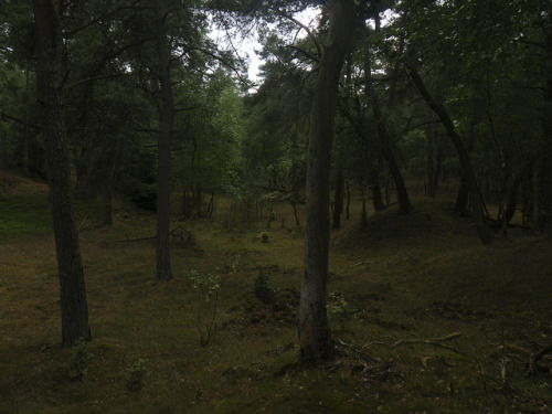 90377:Perfect tranquil forest by Martin Lopatka on Flickr.