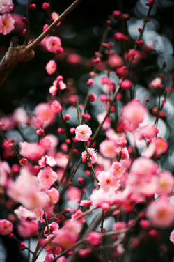ileftmyheartintokyo:  紅梅 Red plum blossoms by moriyu on Flickr.