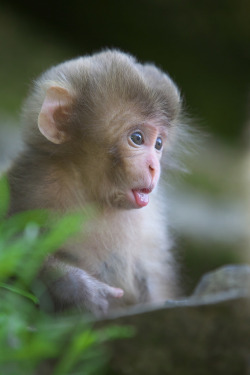 h4ilstorm:  Newborn baby 2014 (by Masashi