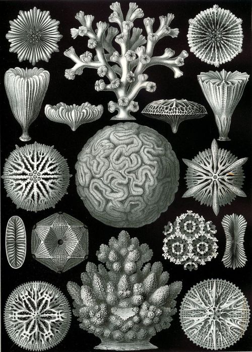 Scleractinian corals, Ernest Haeckel, 1904