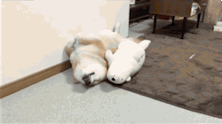 huffingtonpost:  Adorable Shiba Inu Passes Out In Same Position As His Doppelganger Doll🐶 🐻 💤