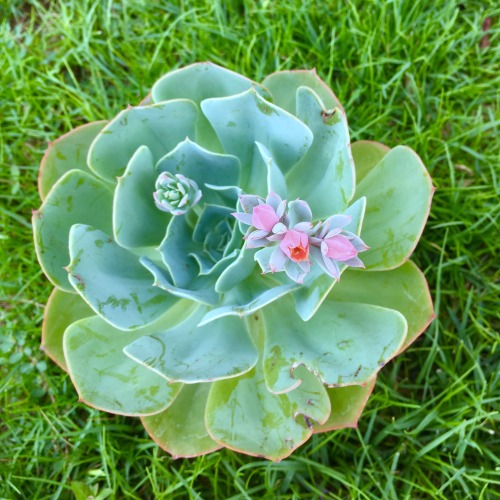 moonlitkid: This succulent gives the prettiest flowers