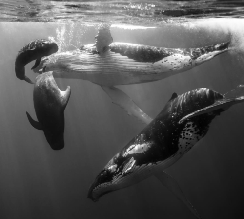 kohola-kai: Humpbacks and pilot whales of Mo’orea Photos by Cam Grant Photography