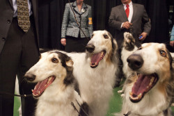 borzoidaily:  Landon Nordeman, three borzois get ready to compete for Best of Breed at the 134th Westminster Kennel Club dog show, 2010. 
