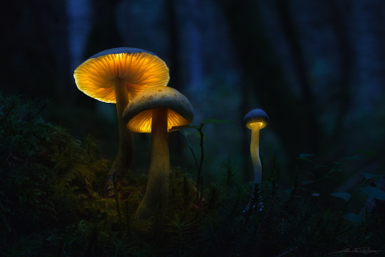 drxgonfly:  . : in the witches forest : . (by  Martin Pfister)  Bad ass pic