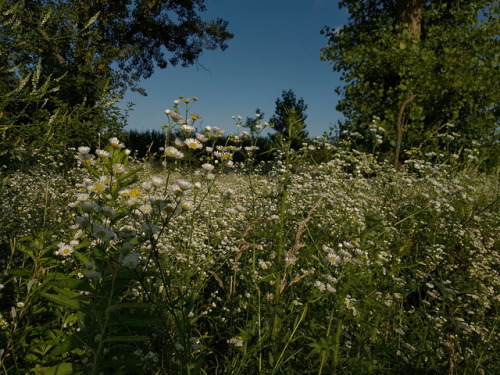 luneri:wild flowers are nice