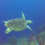 seaturtlesarethebeesoftheocean