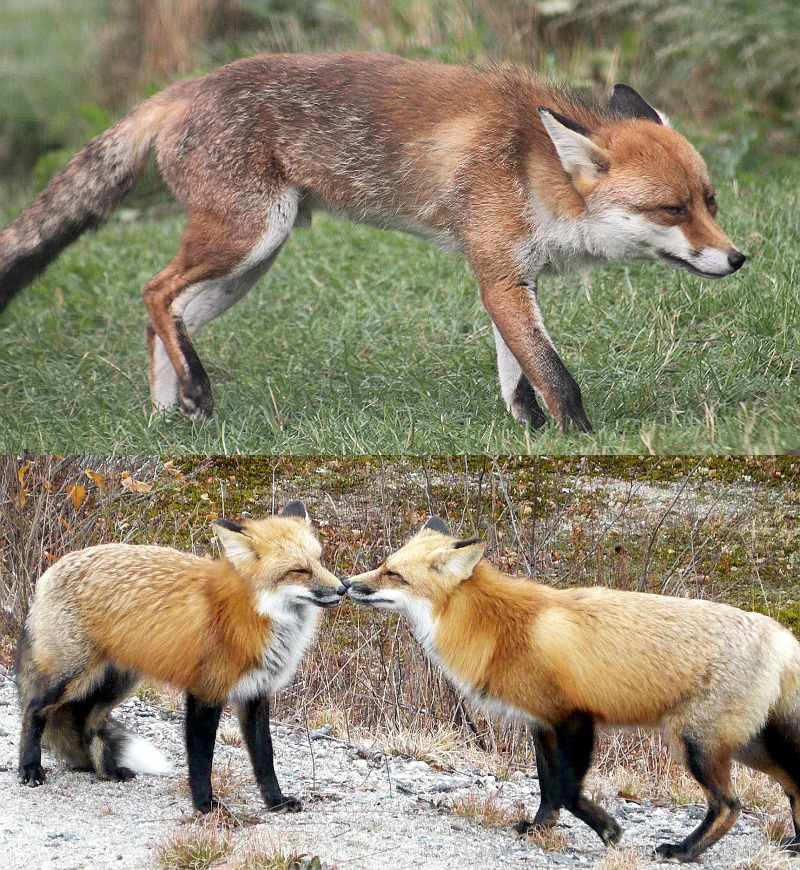 Euro Foxes