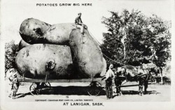 Tall-Tale Postcard - Potatoes Grow Big Here