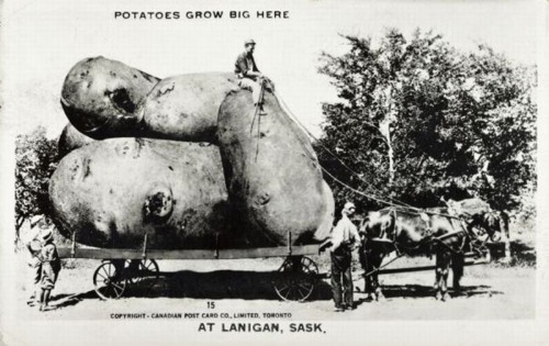 Porn Tall-Tale Postcard - Potatoes grow big here photos