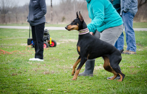 spanishmal:streetdogmillionaires:@spanishmal‘s magnificent Kaylee! She is fast, seriously fast