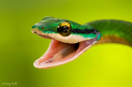 iguanamouth:  bakuryuuha:  THE FACT THAT THERE’S PEOPLE WHO ARE AFRAID OF SNAKES