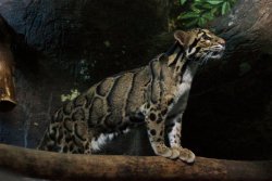 catsbeaversandducks:  SAD NEWS: Clouded Leopards