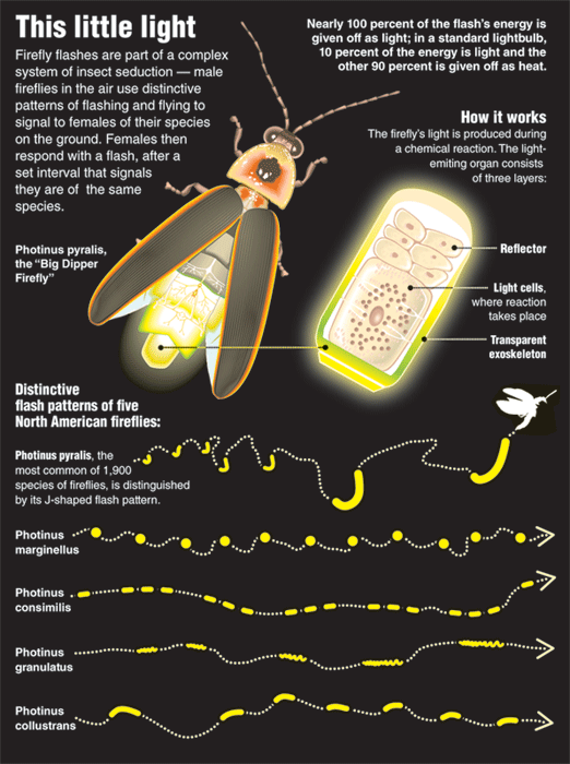 (Recommendations: Fireflies Fireflies fascinate...)