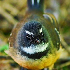 whouer:  eleanorbearder:  transgenderer:  name one difference between birds and children  CHILDREN HAVE EYEBROWS     think again 