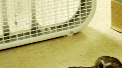 fat-birds:  Saw-whet Owl Chilling by Fan.
