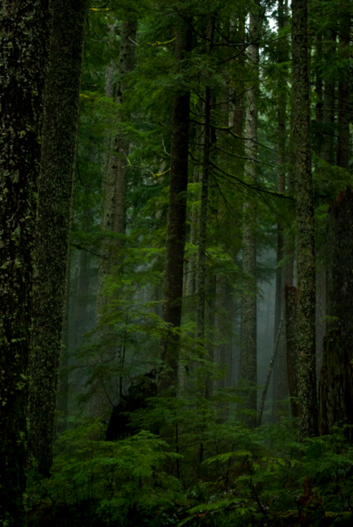 fotocascadia: mysticMt. Rainier, WA