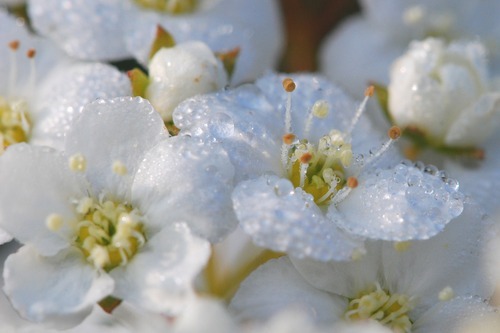 Prunus Spinosa