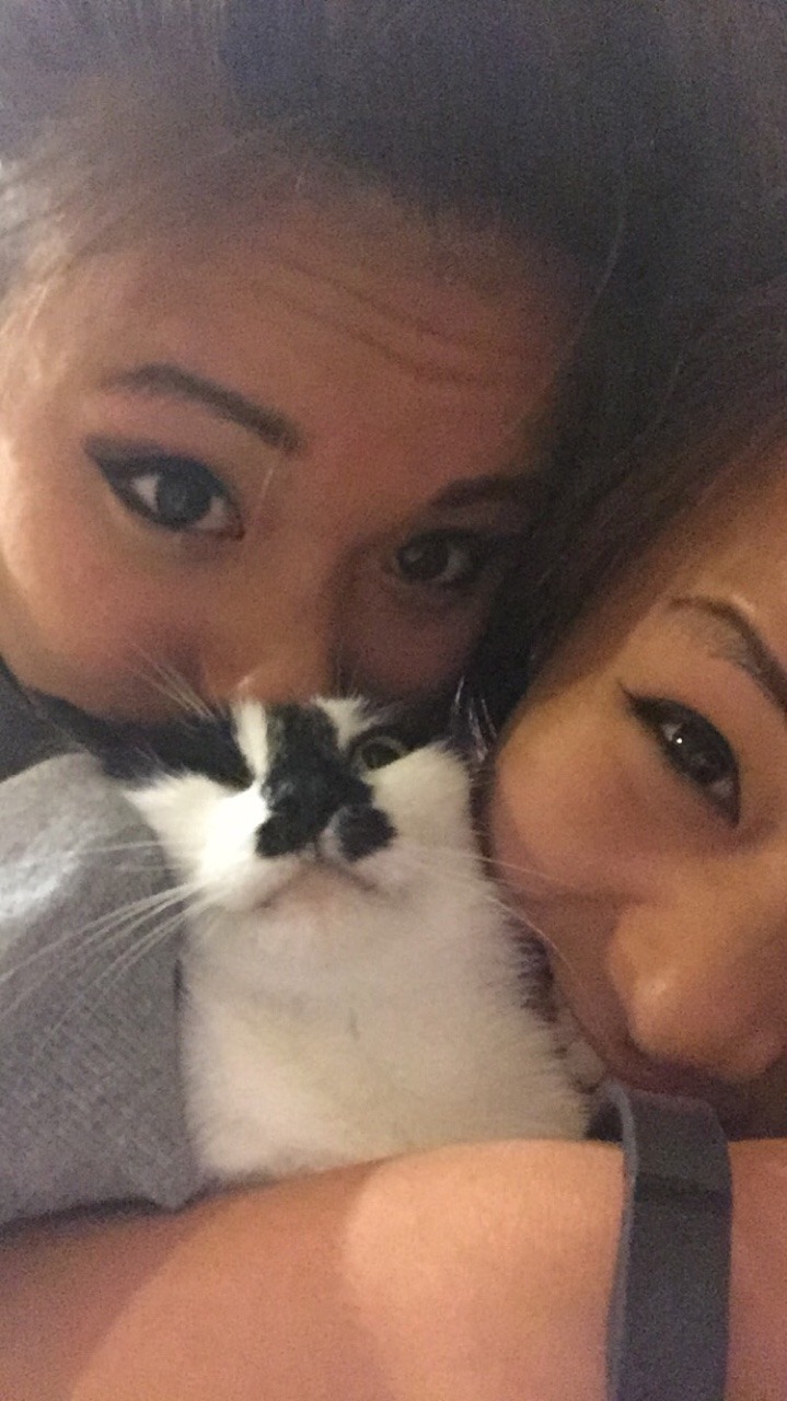 derpycats