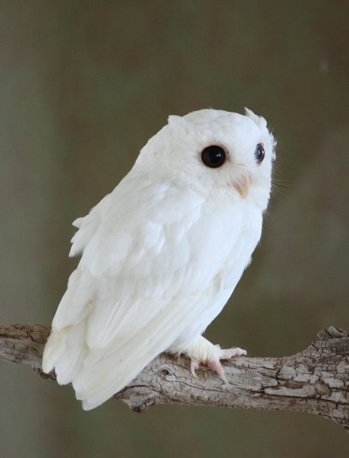 tiny owl