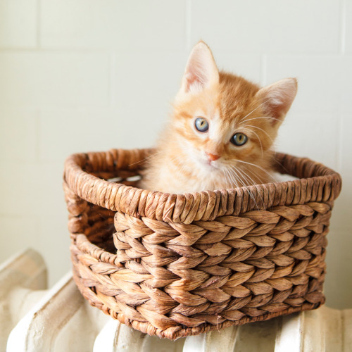 boschintegral: barbaraobrienphoto: March 27, 2015 - Today is Kitten in a Basket Day - Orange Tabby K