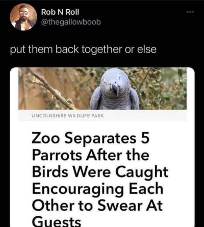 datcreolebitch:blondebrainpower:flyingiseasy-landingnotsomuch:A British wildlife sanctuary has been forced to separate five parrots who wouldn’t stop swearing at visitors. Keepers say the birds encouraged each other to keep cursing, and had to be
