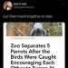datcreolebitch:blondebrainpower:flyingiseasy-landingnotsomuch:A British wildlife sanctuary has been forced to separate five parrots who wouldn’t stop swearing at visitors. Keepers say the birds encouraged each other to keep cursing, and had to be