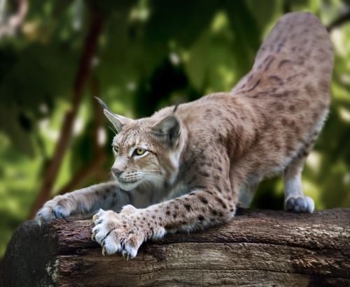 beautiful-wildlife:Luchs by Sebastian Wiencke