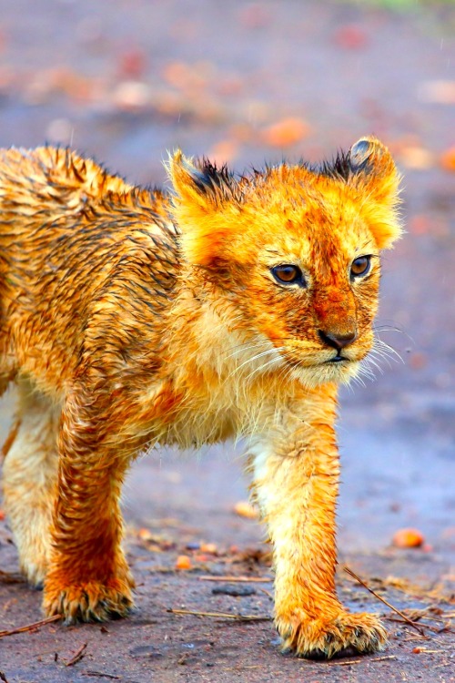 robert-dcosta:  A Lion Cub in the Rain || © || Robert D’Costa ||