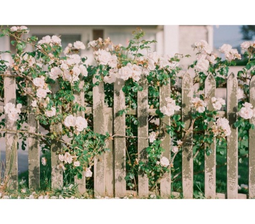 explodingrose bush https://www.instagram.com/countrylivingmag