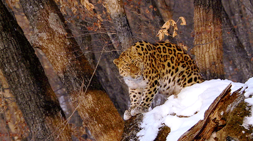 e-ripley:Amur Leopard | PLANET EARTH 1.01
