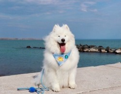 aww-so-pretty:Perry loves the beach