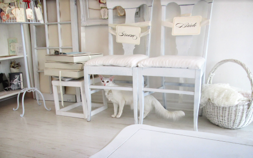 Anista Designs had an unusual visitor - Pangur the Oriental cat! Here she models vintage-inspired gi