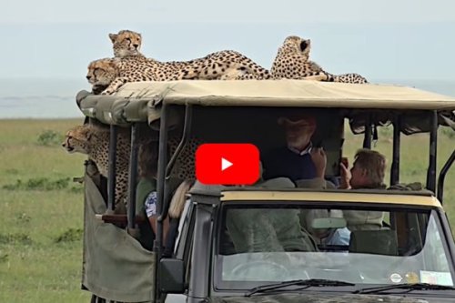 Family of Cheetahs Commandeer Tourist Vehicle, Just Because They Canwww.wideopenspaces.com