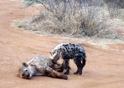 Porn Growing Up: Spotted Hyenas photos